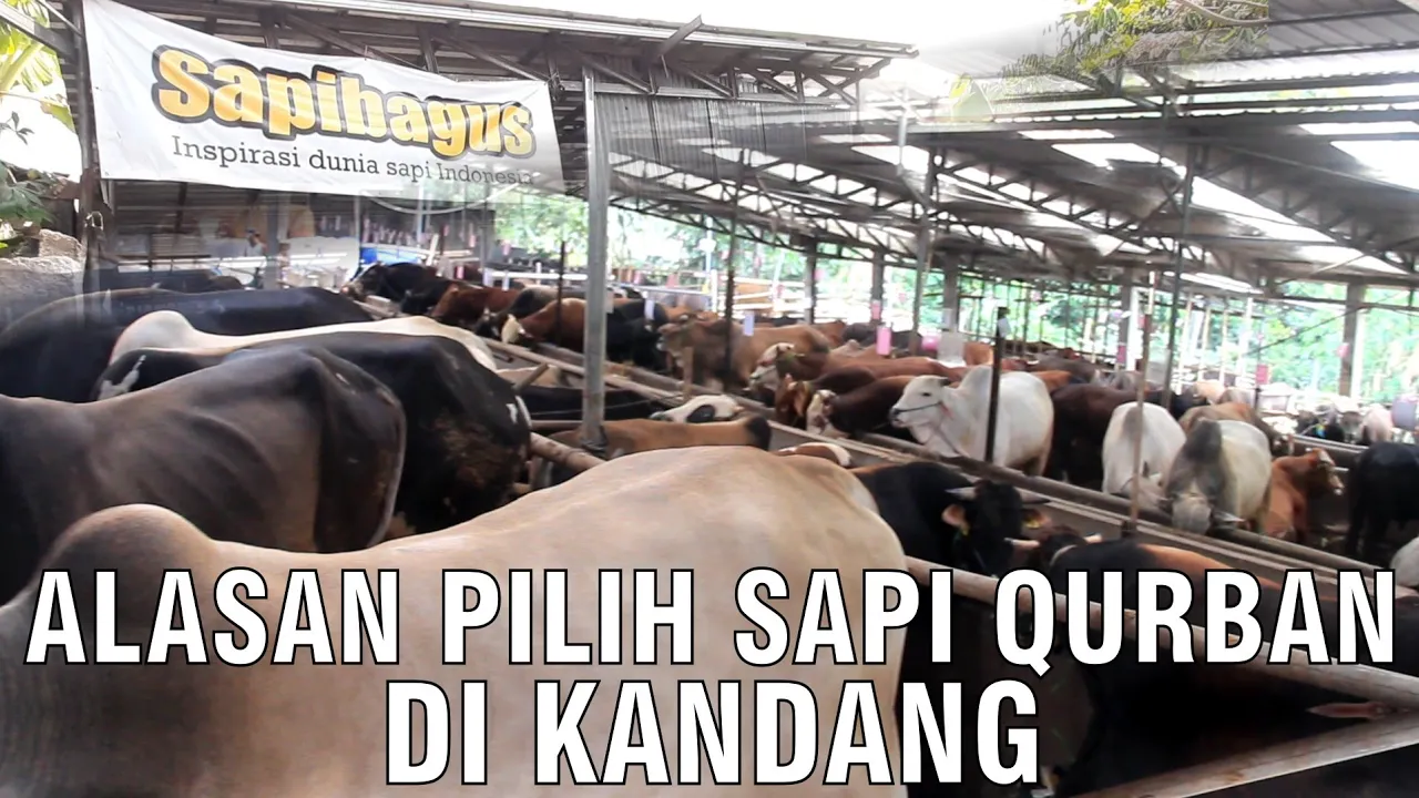 
                                 Alasan-Pilih-Sapi-Kurban-Di-Kandang